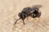 Brachymeria sp.